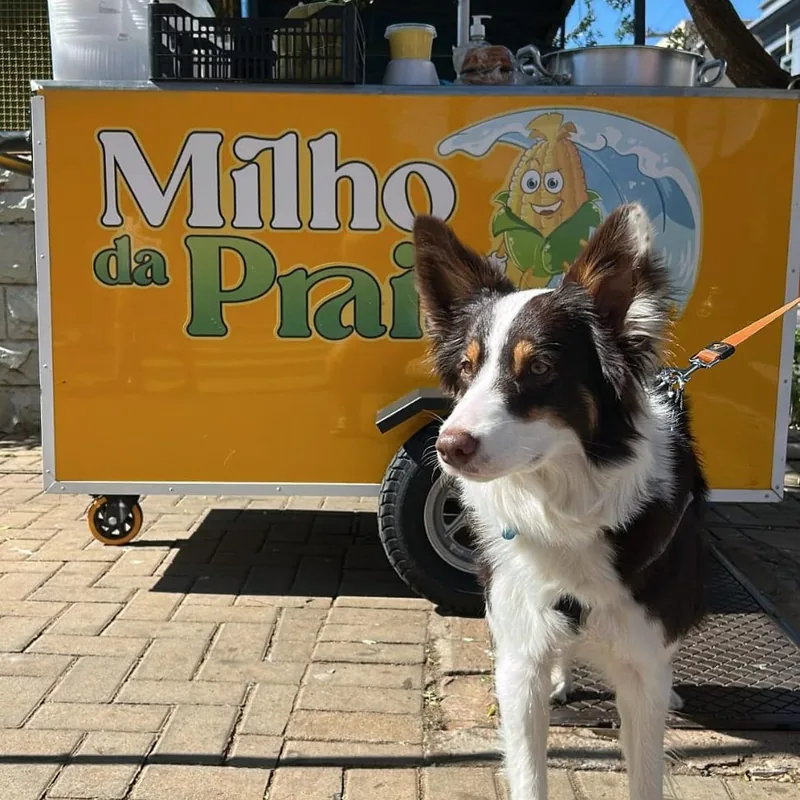 Cachorro border collie posando ao lado do carrinho Milho da Praia